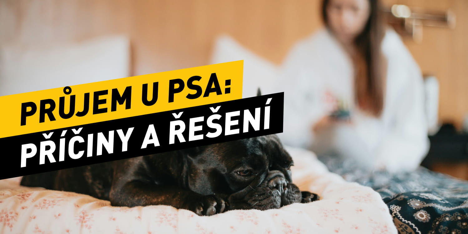 Průjem u psa – nejčastější příčiny a jejich řešení