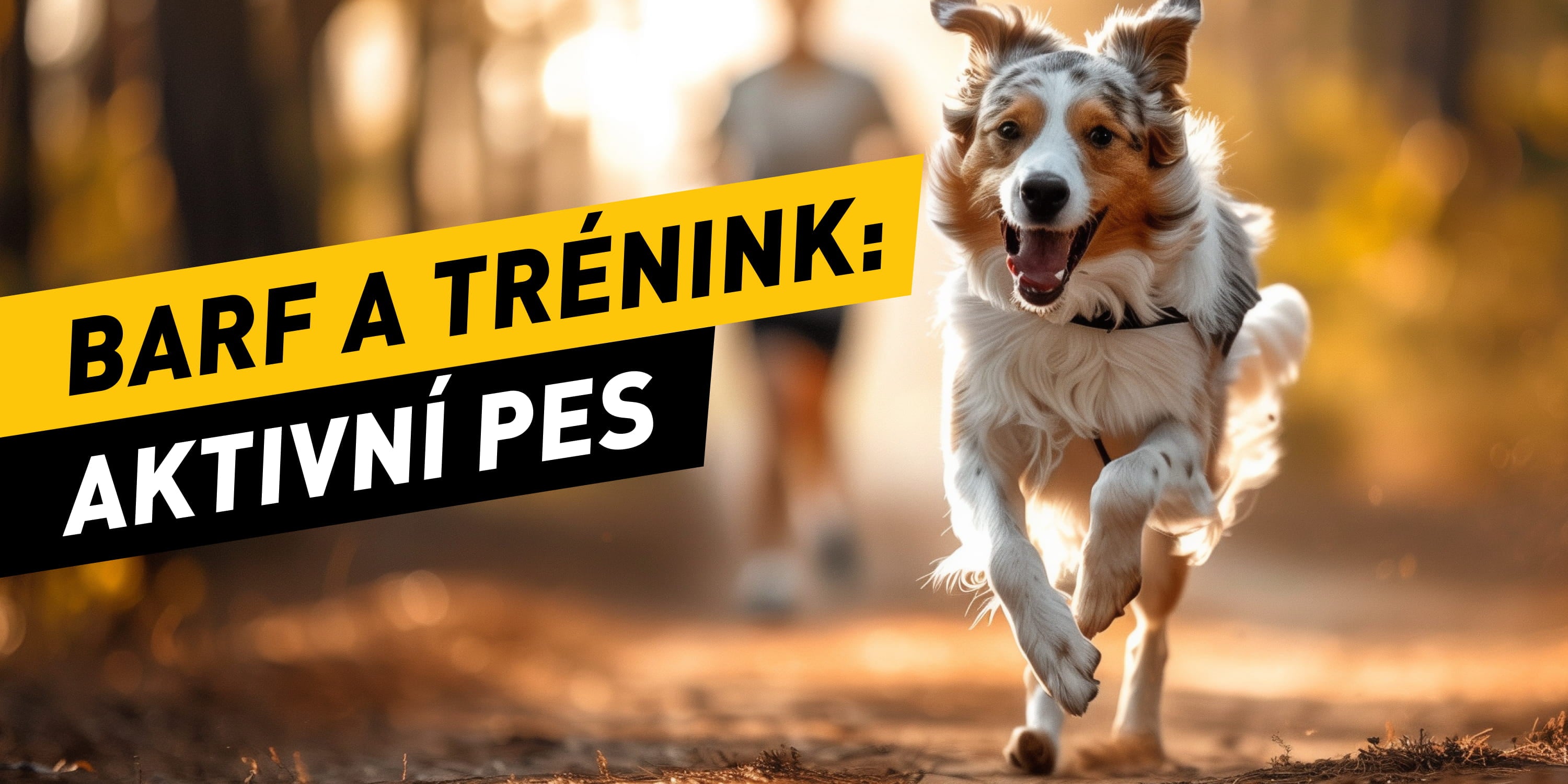 B.A.R.F. a trénink: Kolik krmiva potřebuje aktivní pes