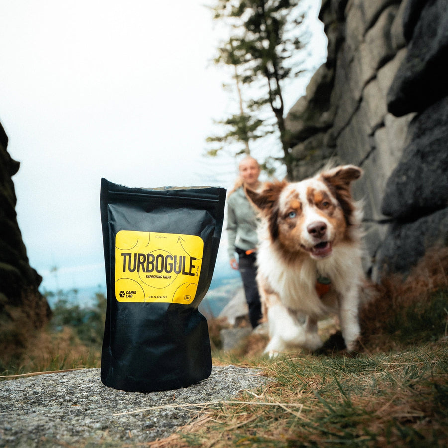 Turbogule dog treat bag, with blurred Australian Shepherd dog running behind it
