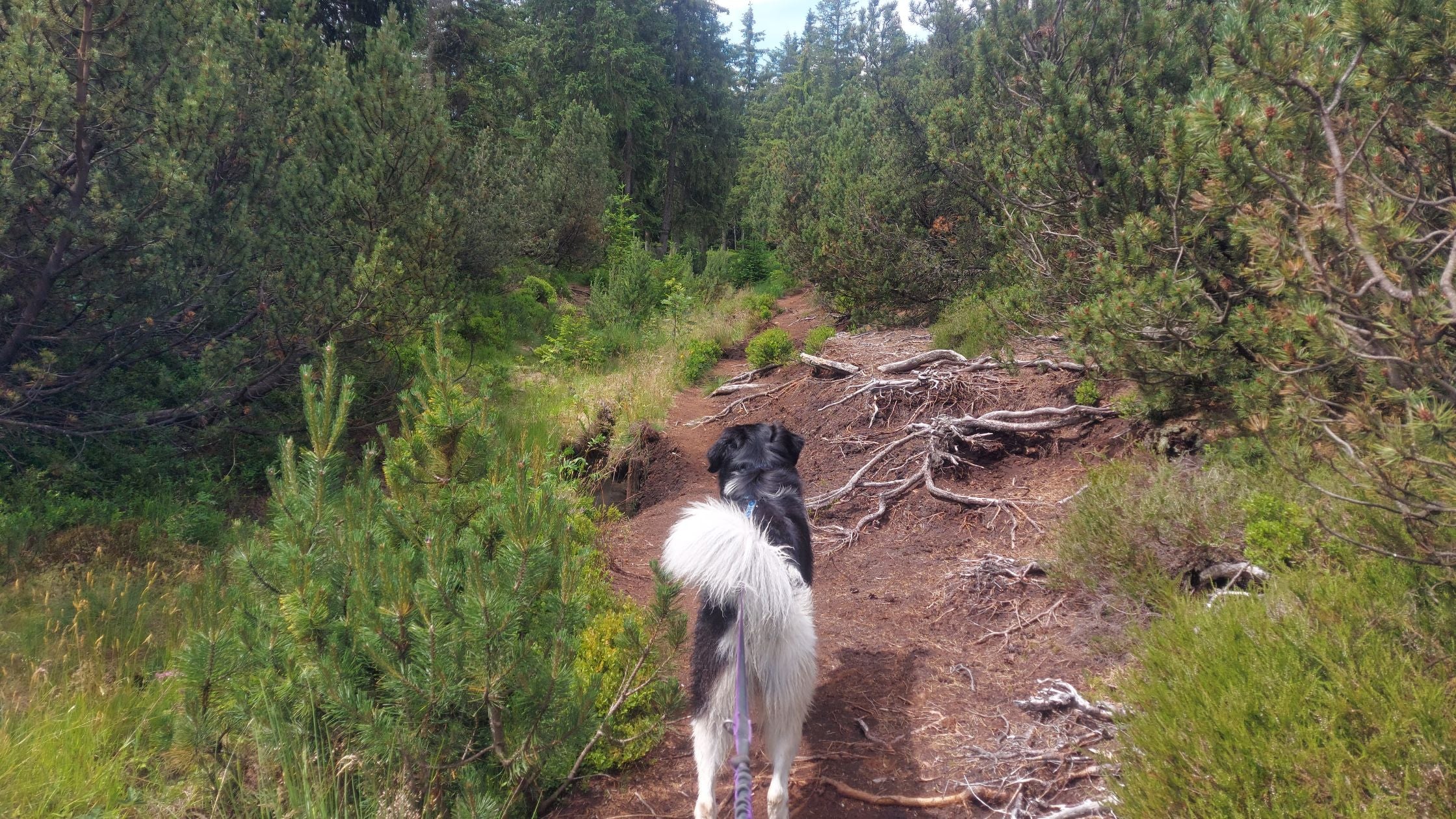 Kam na hory se psem: Krušné hory – Boží dar (12 km)