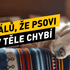 5 nenápadných signálů, že vašemu psovi něco chybí