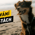 Barfování na cestách: Jak krmit psa přirozeně i mimo domov