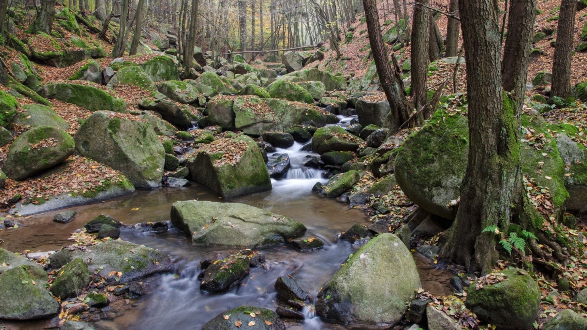 Kam na výlet se psem Středočeský kraj: Údolí Šembery (12km)