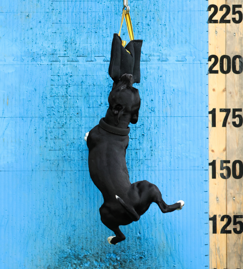 Bull polštář pro psy | Vybavení pro Bull sporty | Klínový pešek