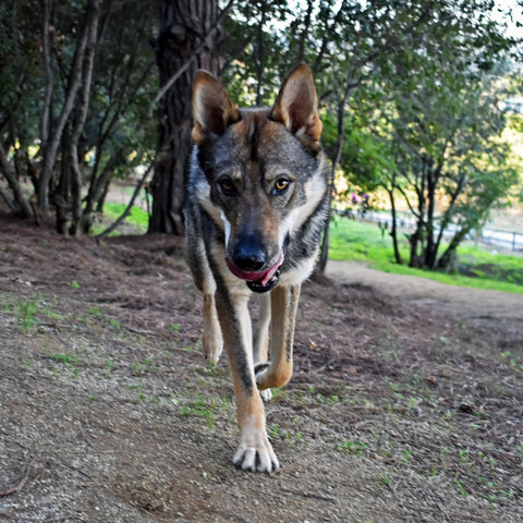 Dog ball | Plnící míček pro psy - tvrdý | Rucan