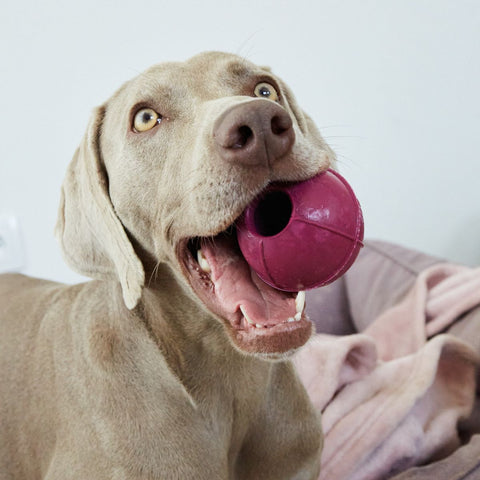 Dog ball | Plnící míček pro psy - tvrdý | Rucan