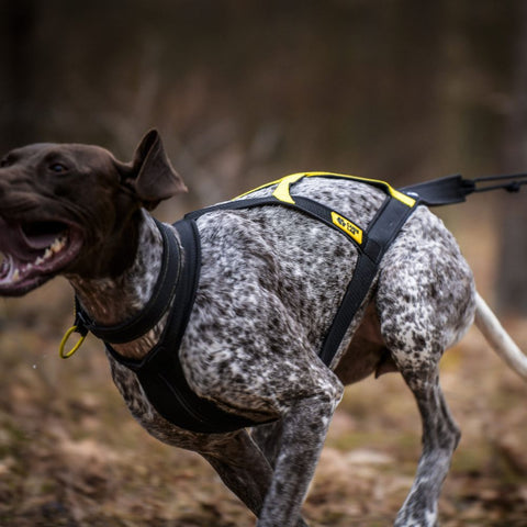 Obojek pro sportovní psy | Slider Ultralight | Polostahovací