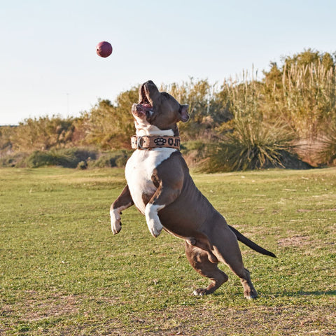 Dog ball | Plnící míček pro psy - tvrdý | Rucan