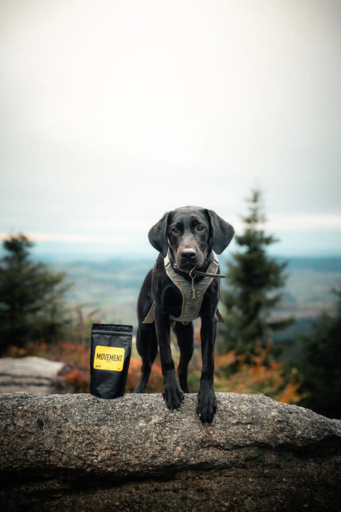 black labrador puppy standing next to movement dog supplement bag