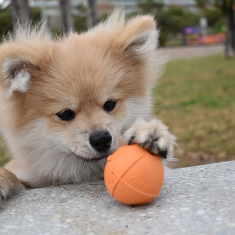Dog ball | Plnící míček pro psy - středně tvrdý | Rucan