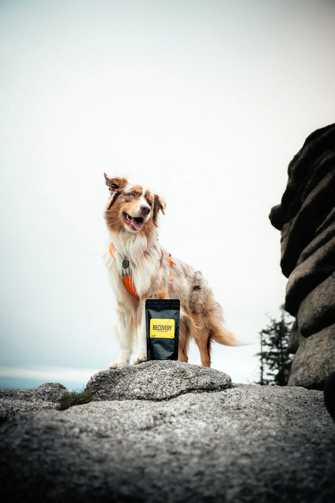 australský ovčák stojící vedle balíčku Recovery