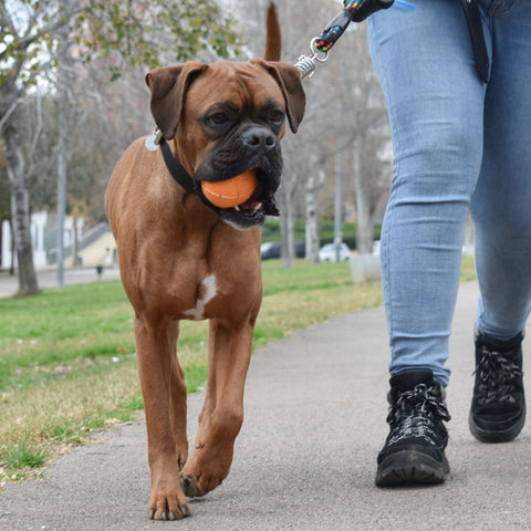 Dog ball | Plnící míček pro psy - středně tvrdý | Rucan